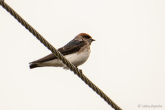 Petrochelidon fluvicola