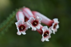 Erica aristata
