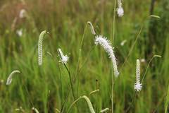 Sanguisorba parviflora