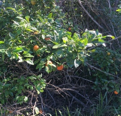 Citrus × aurantium