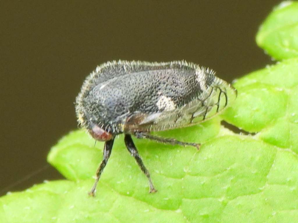 Three-spotted Treehopper