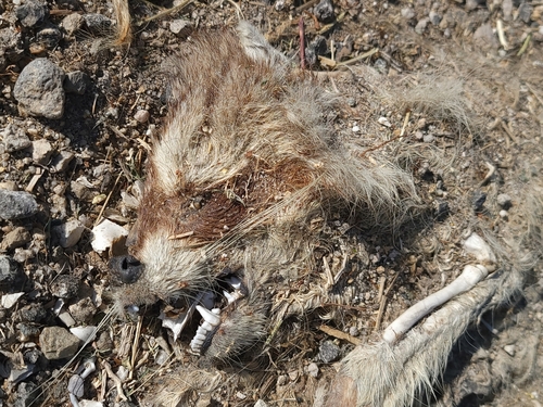 Common Raccoon photographed in Idaho
