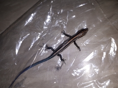 Plestiodon finitimus