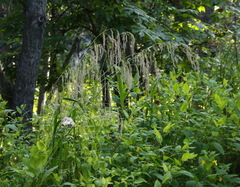 Glyceria arundinacea