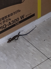 Plestiodon finitimus