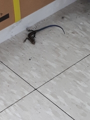 Plestiodon finitimus