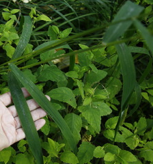 Glyceria arundinacea