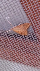 Udea ferrugalis