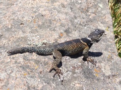 Sceloporus mucronatus