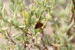 Pyrausta aurata