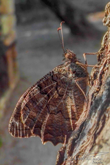 Hipparchia fatua