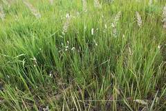 Sanguisorba parviflora