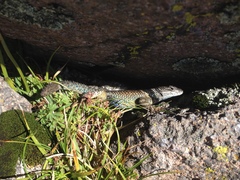 Sceloporus mucronatus
