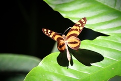 Melinaea lilis imitata