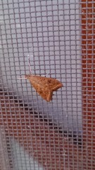 Udea ferrugalis