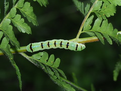 Callopistria japonibia