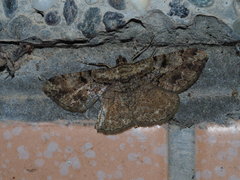 Psilalcis pulveraria