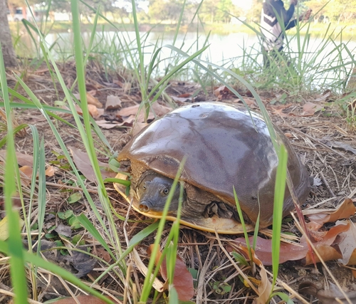 Sri Lankan Flapshell Turtle