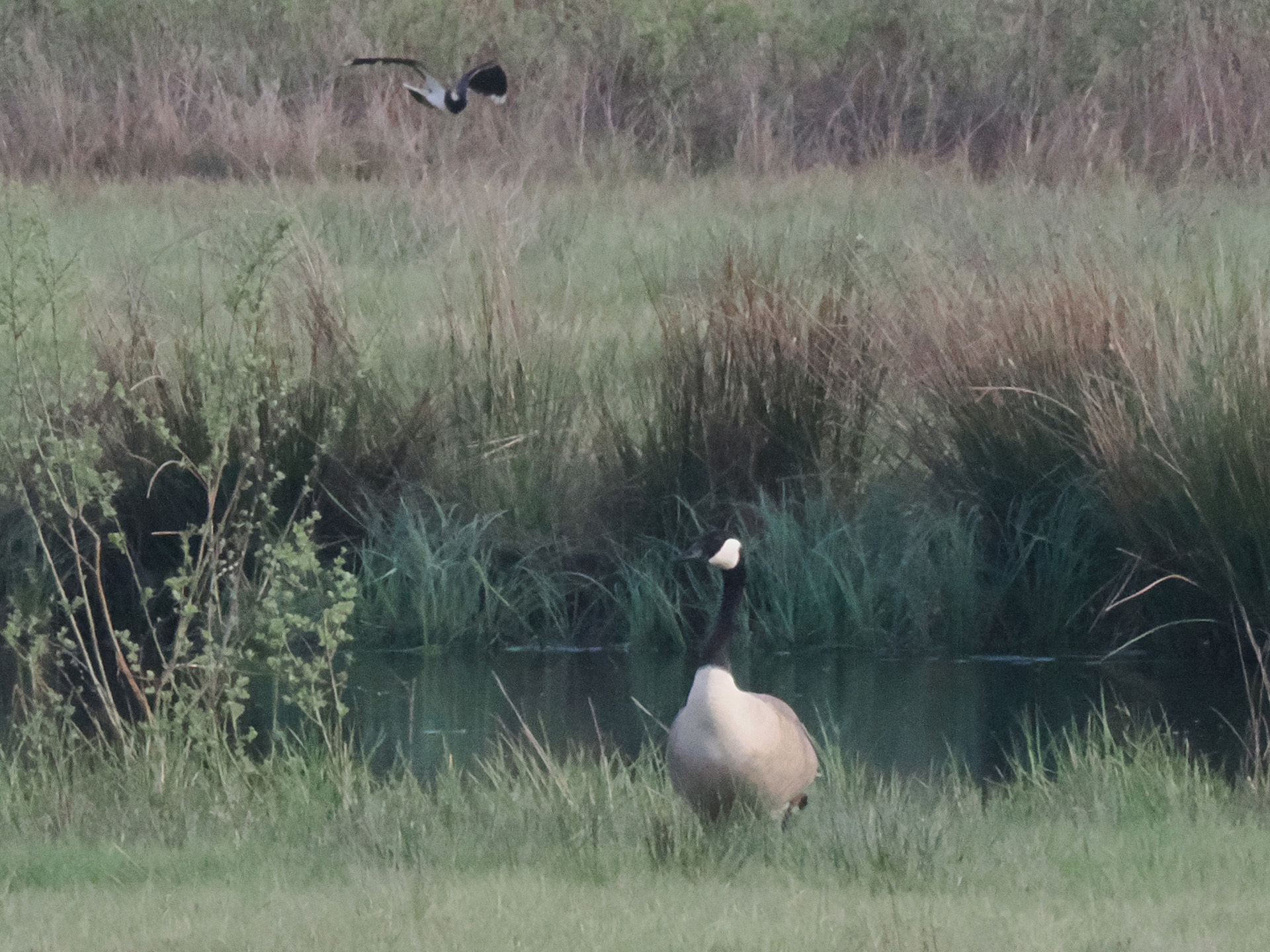 Canada Goose