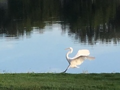 Ardea alba