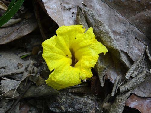 Image of Handroanthus guayacan by (c) Alexis López Hernández, some rights reserved (CC BY)