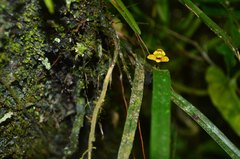 Maxillaria variabilis