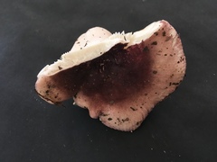 Russula ornaticeps