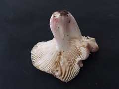 Russula ornaticeps