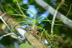 Tillandsia bulbosa