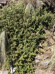 Juniperus monticola
