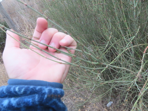 Ephedra chilensis (Ephedra chilensis)