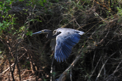 Ardea sumatrana