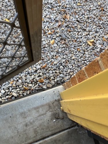 Lowlands Copperhead sighting