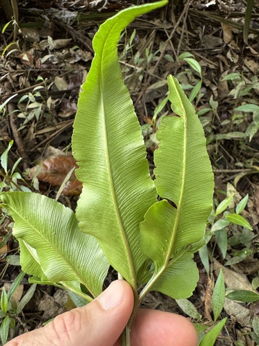 Helminthostachys zeylanica iNat (2)