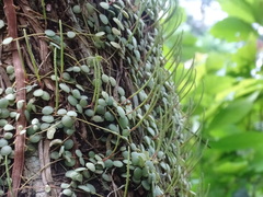 Peperomia cyclophylla, photograph (c) Alexis López Hernández, some rights reserved (CC BY)