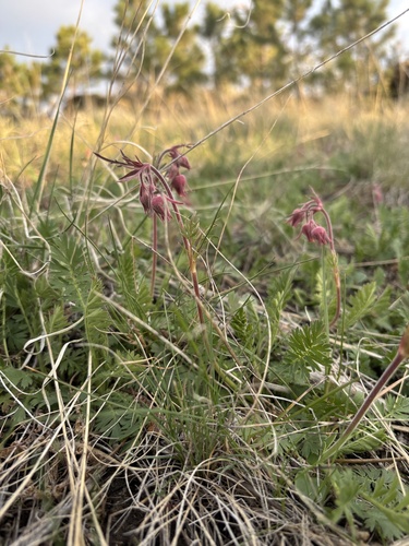iNaturalist observation 2025-04-23
