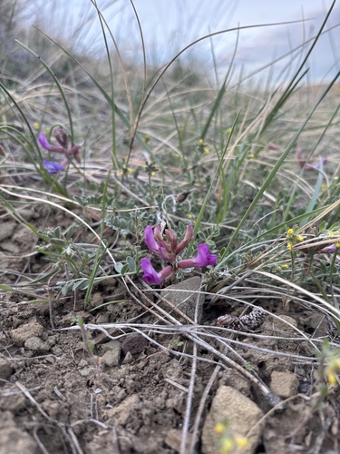 iNaturalist observation 2025-04-23