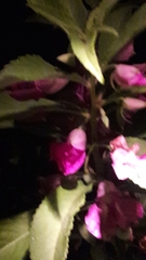 Balsaminaceae