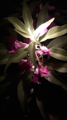 Balsaminaceae