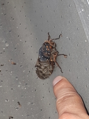 Graptopsaltria nigrofuscata