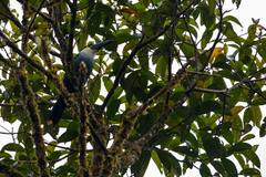 Andigena nigrirostris