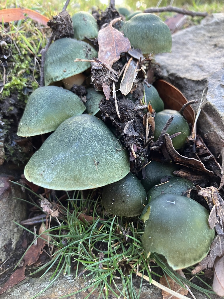 Cortinarius austrovenetus · April 2025 · photo: © jimlivo (iNaturalist, cc0)