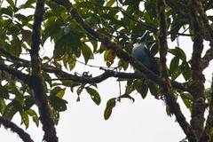 Andigena nigrirostris