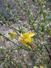 Verbascum pinnatifidum