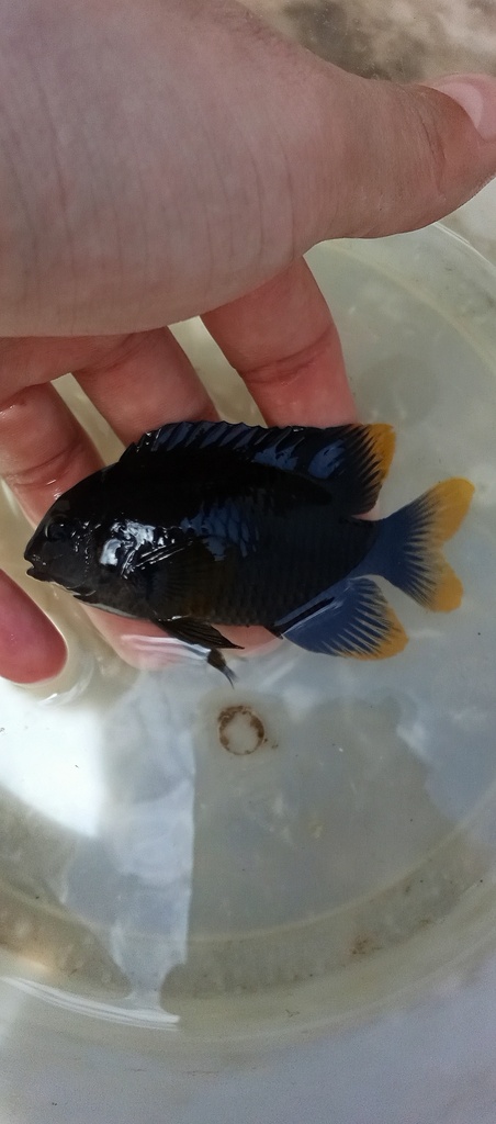 Spot-eared damselfish (Stegastes otophorus) — Pomacentridae