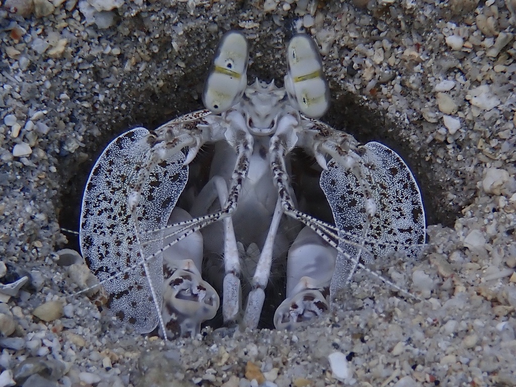 Lysiosquilla sulcata