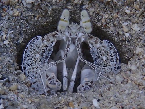 Lysiosquilla sulcata