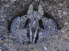 Lysiosquilla sulcata