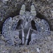 Lysiosquilla sulcata