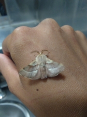 Malacosoma californica